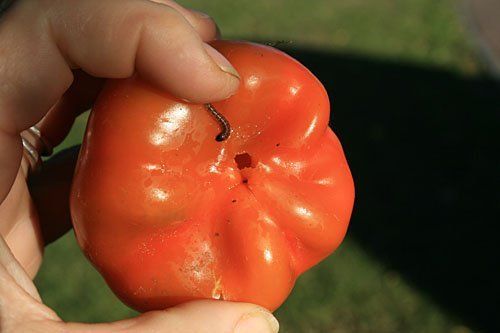 The European corn borer - a danger for the corn