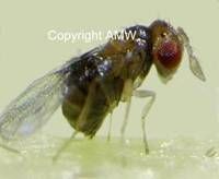 Trichogramma parasitic wasps