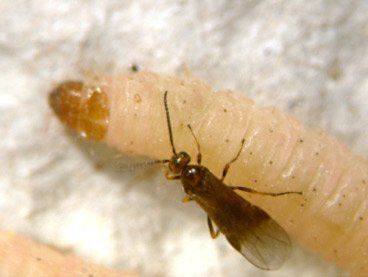 Biological control of moth larvae